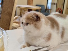 -滚猫咖啡·猫咖·猫友好撸猫(未来城店)