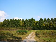 -上海长兴岛郊野公园