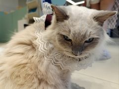 -怪兽屋·羊驼·猫咖·狗咖(俊华广场店)