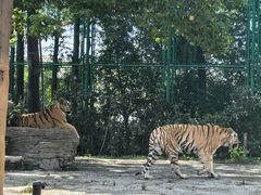 -上海野生动物园老虎餐厅