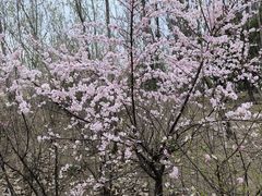 -塘沽森林公园