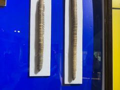 -上海昆虫博物馆