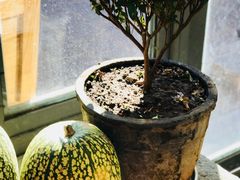 -乡绅本色白家厨坊