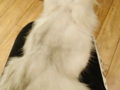 -more than meow吴止猫主题餐厅(承德 中船汇店)