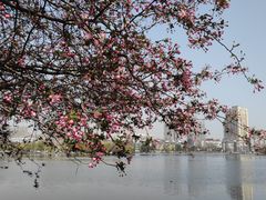 -莫愁湖公园