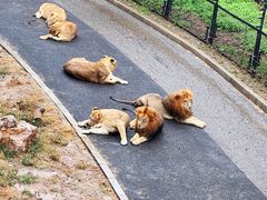 -大连森林动物园
