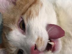 -荔康动物医院(康王北路店)