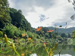 -深圳仙湖植物园