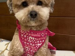 -pd派德宠物中心医院24H急重症·眼科中心·血液透析中心(嵩山北路店)