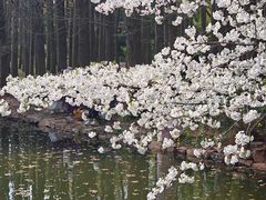 -上海共青森林公园