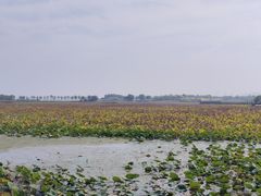 -天津东丽湖风景区