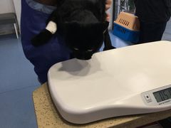 -伟伟宠物医院·CT影像中心·瑞派犬猫综合性门诊(汉口总院)