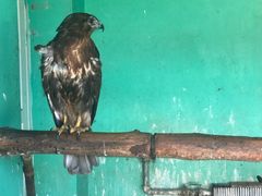 -西霞口神雕山野生动物世界