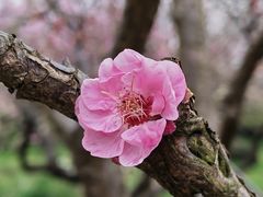 -梅花山(明孝陵内)