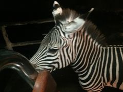 -清迈夜间动物园