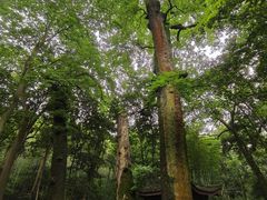 -西湖风景区十里琅珰-五云山