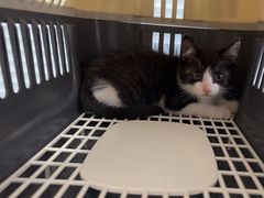 -瑞派福兴宠物医院犬猫全科·骨科·中西医结合(河东店)