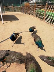 -萌宠亲子动物乐园(槐房万达店)