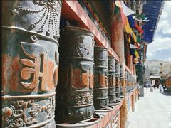 -塔尔寺菩提树