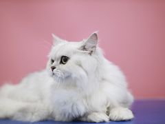 -瑞鹏宠物医院犬猫全科(真大分院)