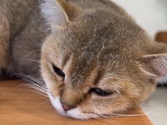 -共舞时光猫咖·狗咖(新街口店)