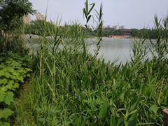 -青枫公园