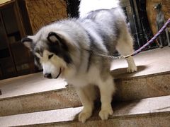 -more than meow吴止猫主题餐厅(承德 中船汇店)