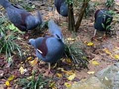-新加坡飞禽公园