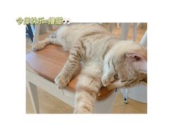 -Cappucimeow猫咪咖啡馆(韦伯时代店)