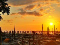 -宝安西湾红树林湿地公园