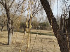 -大兴滨河森林公园