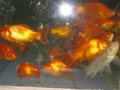-泰山花样年华景区