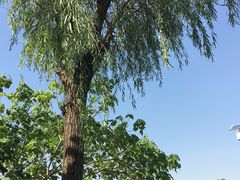 -艾溪湖湿地公园