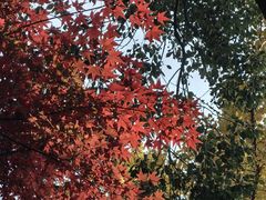-秋霞圃