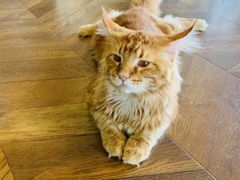 -蓝鲸·缅因猫舍