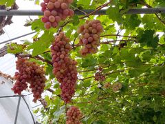 -金谷域澳洲庄园