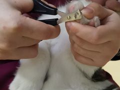 -瑞派天宁宠物医院·猫科·异宠中心