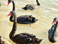 -祥源·阜阳生态乐园