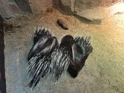 -酷嗒动物文化乐园(cutezoo西溪乐天城店)