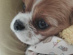 -申普宠物医院·眼科·心内科·影像科(普陀分院)
