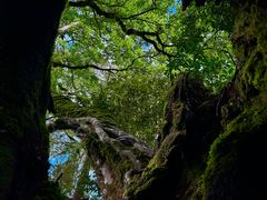 -云南屏边大围山国家公园