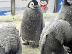 -珠海长隆海洋王国
