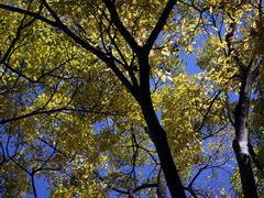 -嘉华鲜花饼·现烤(昆明老街店)