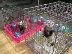 -zoonana室内动物园(东方福来德店)