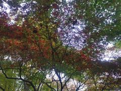 -秋霞圃
