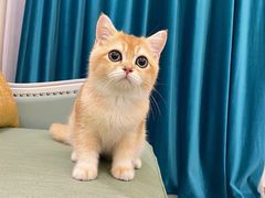 -柚子猫舍·精品猫舍购猫·猫咪认养·购宠·宠物店