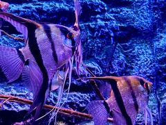 -上海海洋水族馆