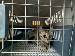 -伟伟宠物医院·瑞派猫友好医院·猫科(光谷店)