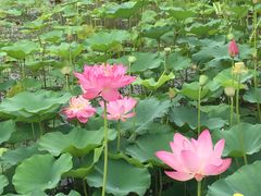 -中家鑫园温泉酒店鑫悦汤泉