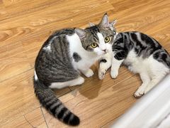 -COLOR PETS 撸猫馆·购猫·猫咖(长风大悦城店)